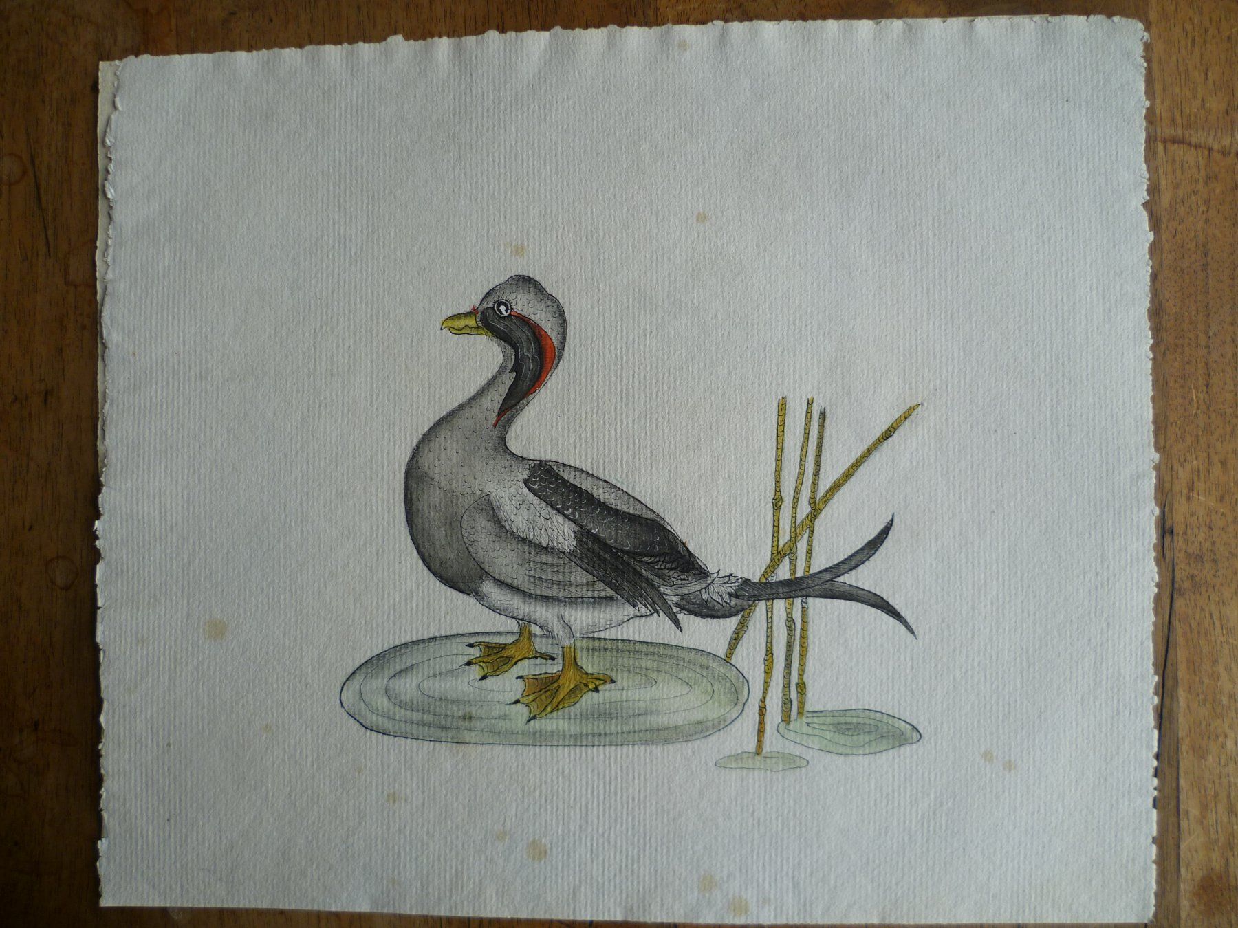 Incisioni: OISEAU – Nuovo (secondo la descrizione) da Bevaix venduto da bohrap