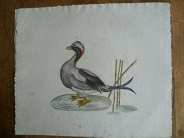 OISEAU
