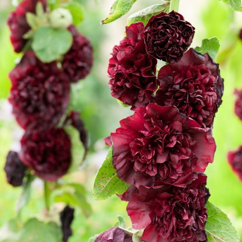 Piante & sementi: 100 Samen Stockrose CHATER'S MAROON – Nuovo (secondo la descrizione) da Ehrendingen venduto da VerveinaSamen