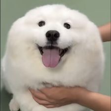Profile image of lar_9jbl