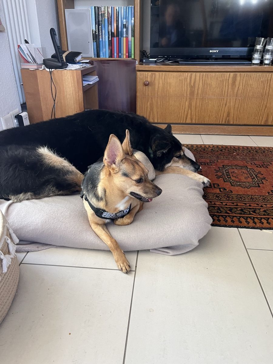 Sonstiges für Büro & Gewerbe: Hundehüten – Gebraucht aus Zürich von Bruggmann50
