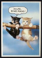 KATZEN Hilfe eine Maus !