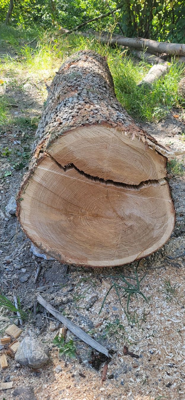Holzartikel: Eiche Stamm Stammholz Massiv Eichenholz – Neu (gemäss Beschreibung) aus Jenins von Wald-kauz 3