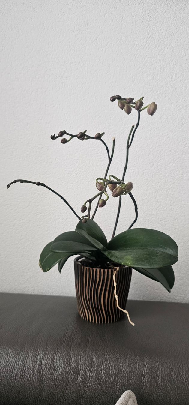 Piante & sementi: Zimmerpflanze Orchidee 🌸 – Usato da Rorschach venduto da Eni_f96b 1