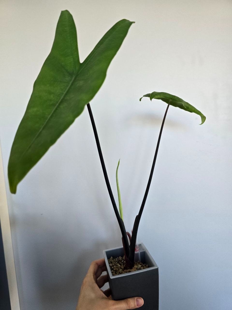 Piante & sementi: Alocasia Black Zebrina – Usato da Nidau venduto da lena_yellow 5