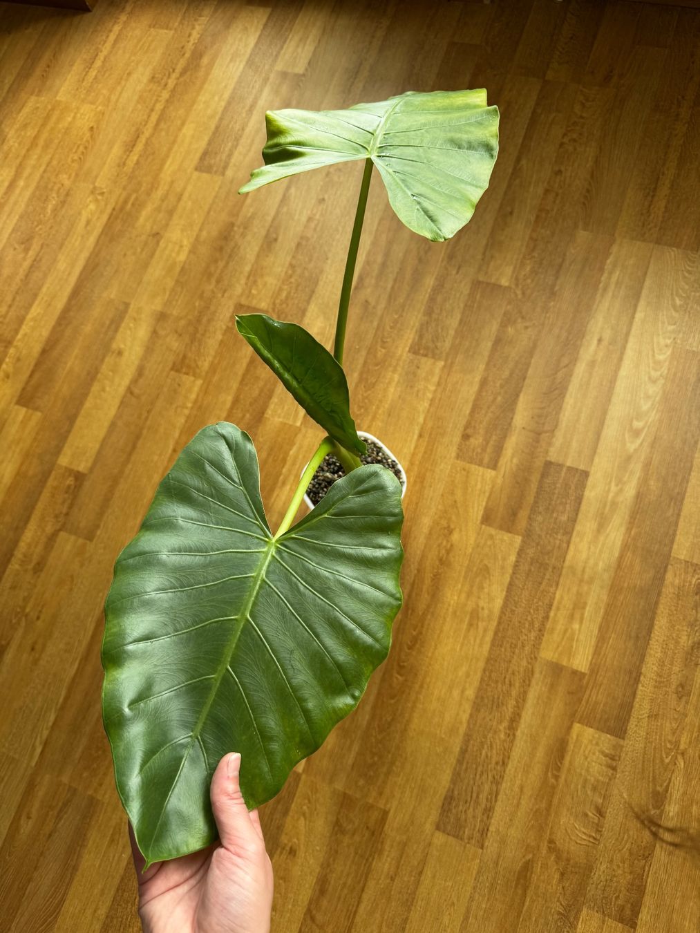 Piante & sementi: 🌱 Alocasia macrorrhiza – Usato da Niederbuchsiten venduto da GreenGems
