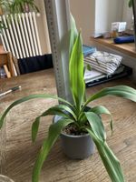 Yucca Pflanze / Palme (Yucca Palm)
