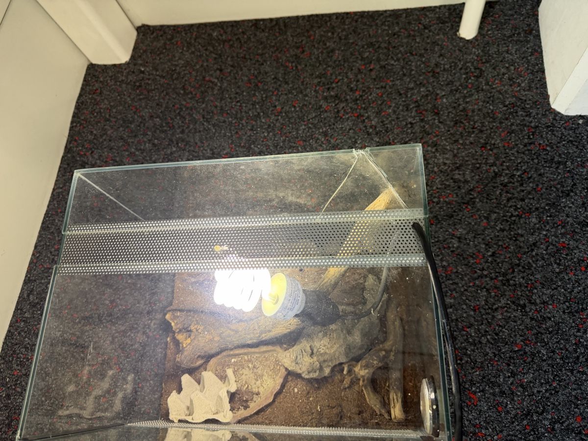 Terrarium: Terrarium Glas beschädigt – Gebraucht aus Heimiswil von Mad2mad