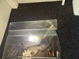 Terrarium Glas beschädigt