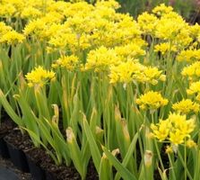 DEU  10 Zwiebeln von schoener Gartenblume gelb:  GOLD LAUCH