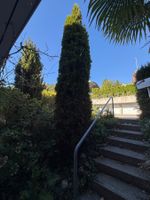 Thuja – gratis abzugeben, selbst ausgraben