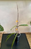 Hoya revolubilis