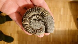 Ammonit aus dem Kimmeridgium/Oxfordium des Jurassics