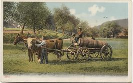 LANDWIRTSCHAFT/GUELLENWAGEN 1910 mit Pferd+Kuh AG/BE?
