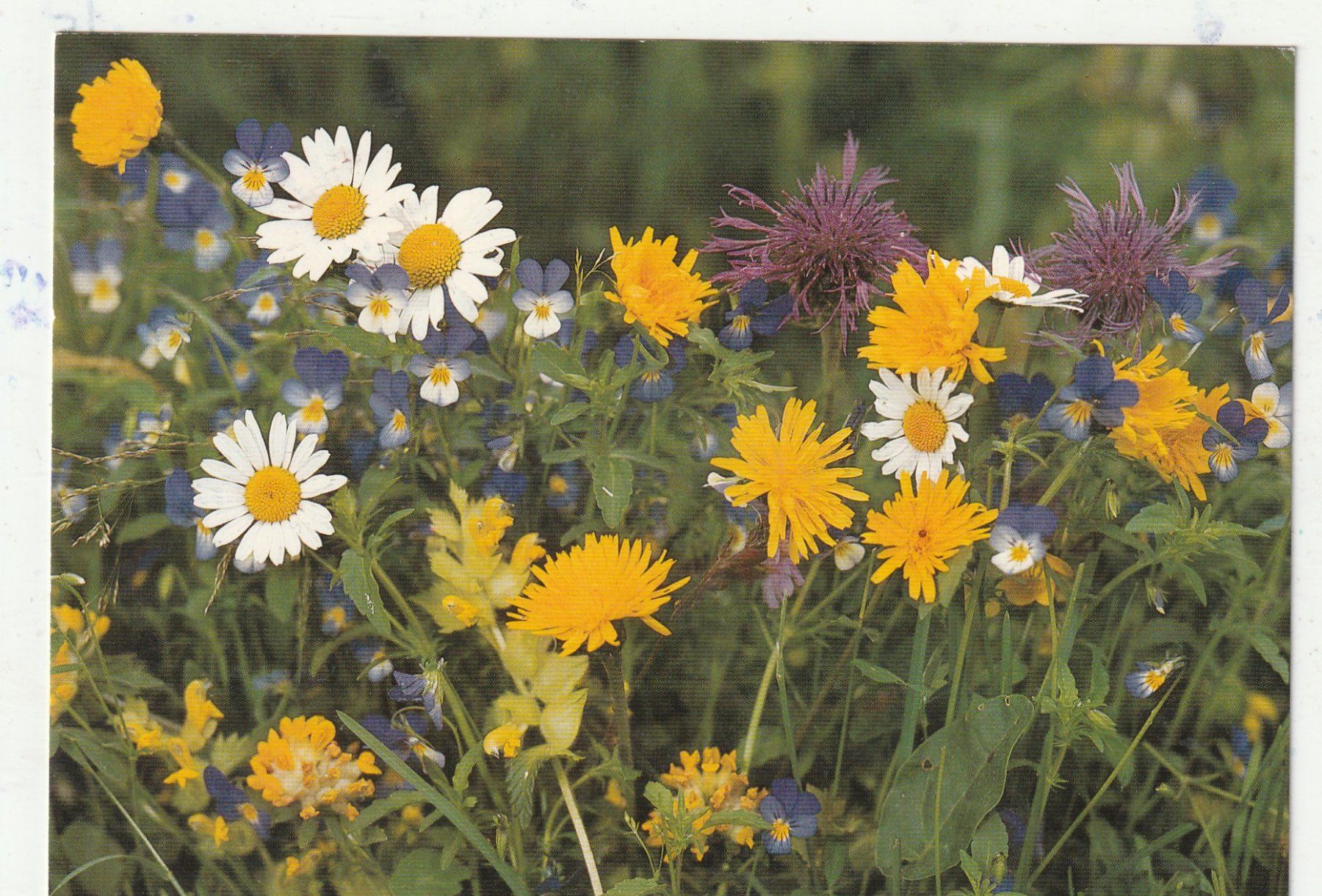 Cartes postales: Blumenkarte – D'occasion à Lumbrein par made02