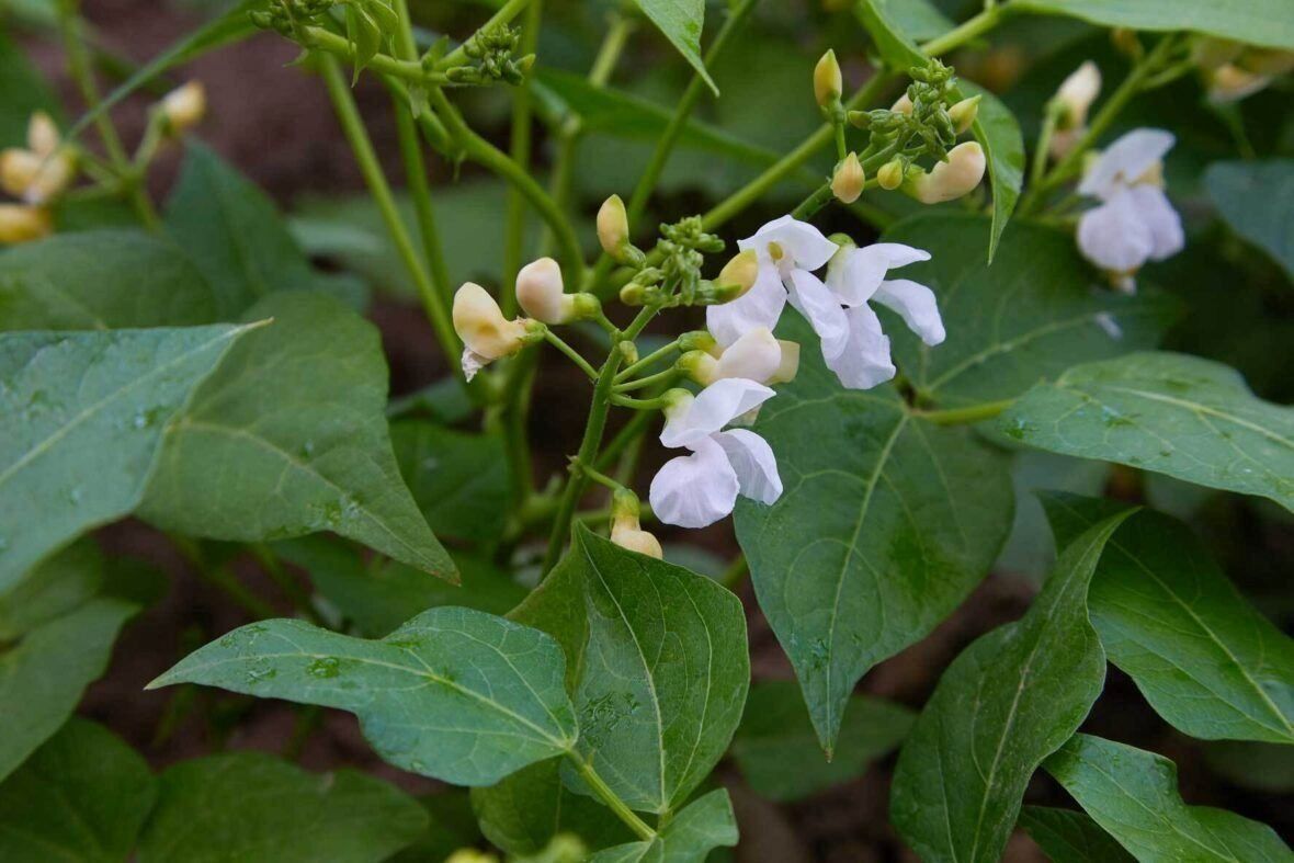 Plantes & graines: Feuerbohnen (Phaseolus coccineus)! – Neuf (Voir description) à Steffisburg par Petroselium