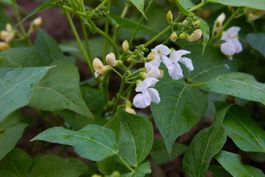 Feuerbohnen (Phaseolus coccineus)!
