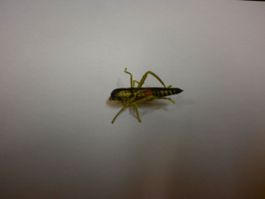 (COPIE) Sauterelle jaune     Gelbe Heuschreke