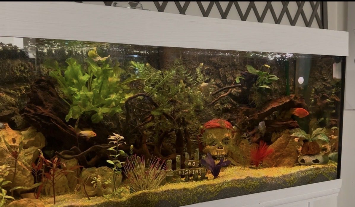 Acquari: Acquarium 240l – Usato da Chur venduto da giu_b76g