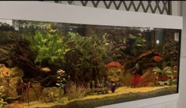 Acquarium 240l