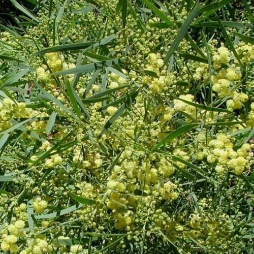Piante & sementi: Mimosa des 4 saisons  20-30cm – Nuovo (secondo la descrizione) da Bremblens venduto da FIBONACCI369 1