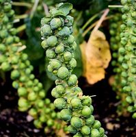 Ab 5.- fr 5 ROSENKOHL-Samen + Infos zum Keimen und Pflegen