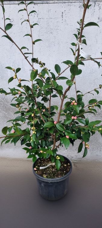 zimmerpflanze aglaonema Aglaonema 'Corn Silk'