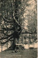 Eigenthal, Grossmuttertanne 1907