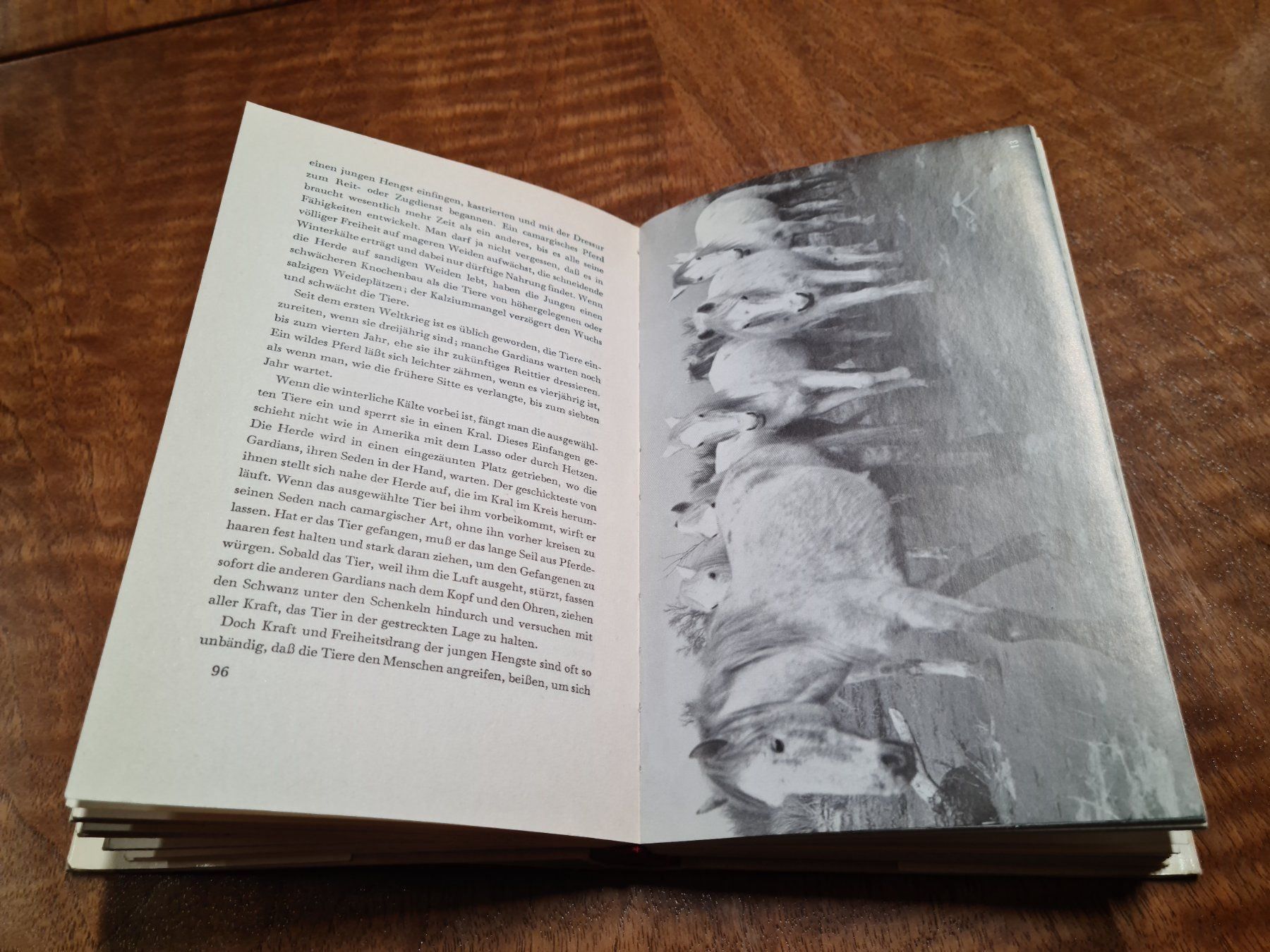 Libri: WILDE CAMARGUE – Usato da Erstfeld venduto da Uhu1980 4