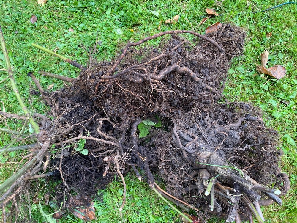 Wurzeln dornlose leckere Brombeere jetzt pflanzen! Kaufen auf Ricardo