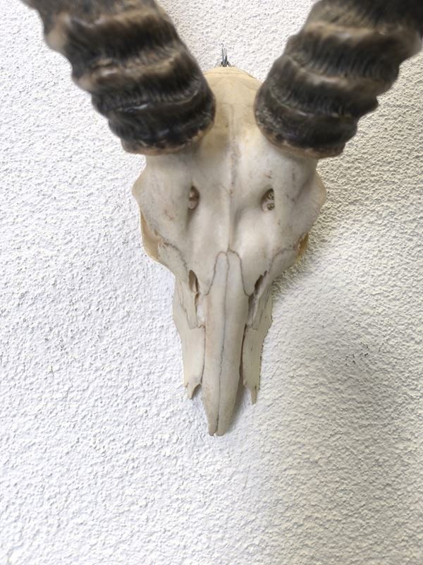 Sonstiges zum Sammeln & Seltenes: afrikanische Impala Antilopen Schädeltrophäe – Gebraucht aus Rüti ZH von Restwert_Rueti_ZH 1
