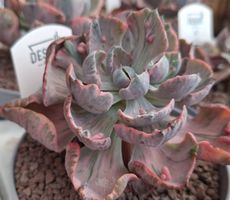 Echeveria Beyonce Variegated 2 – seltene Sukkulente 15–20 cm