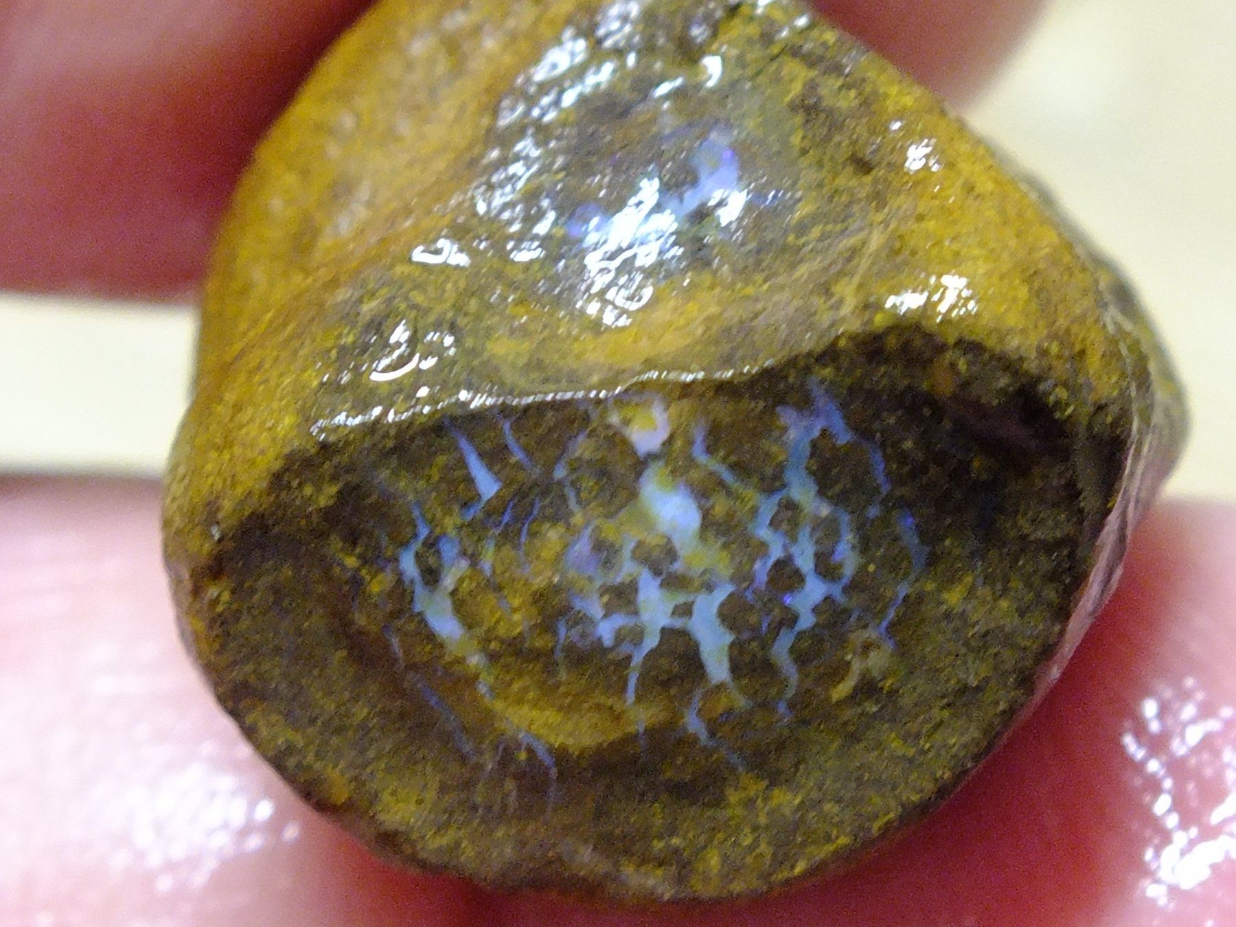 Pietre preziose: BOULDER ROH OPAL 38.76 Kt Gebot 1.- – Nuovo e nell'imballaggio originale da Chêne - bougeries venduto da swissrockshop 1