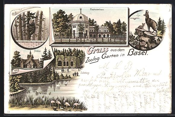 Ansichtskarten: Litho Basel, Zoologischer Garten, Elepha – Gebraucht aus Berlin von bartko-reher