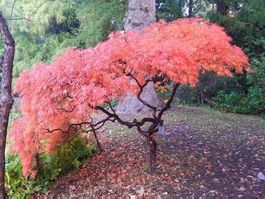 Erable du Japon 'Ornatum'  20cm