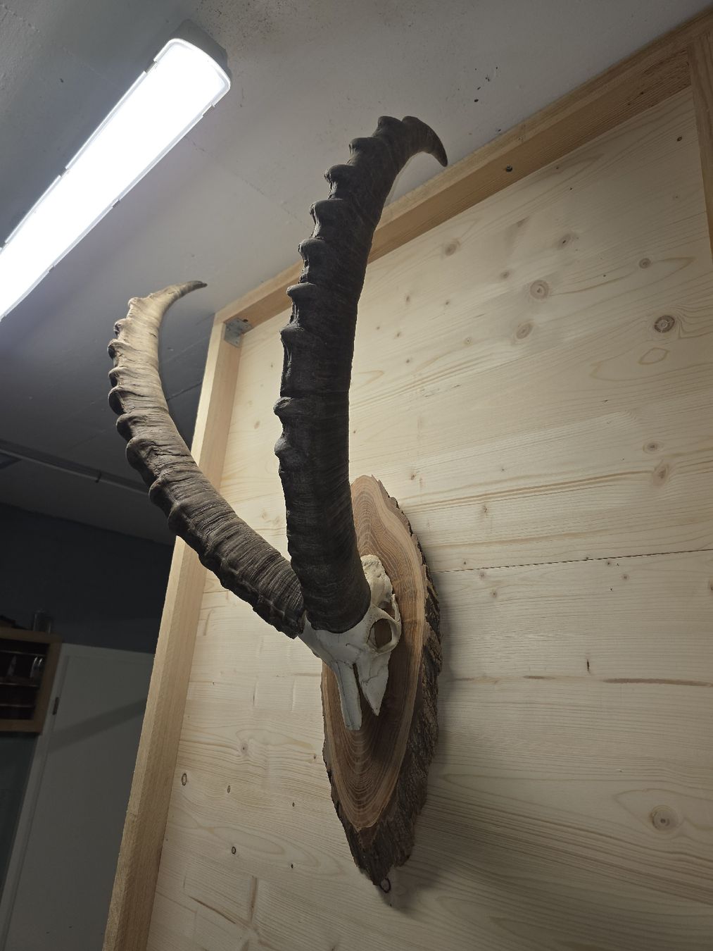 Altre raccolte & rarità: Steinbock aus Graubünden – Usato da Trimmis venduto da leonidas3 1