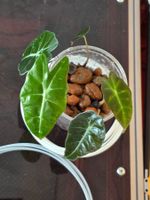 Alocasia Polly Ableger – in LECA / Hydrokultur, pflegeleicht