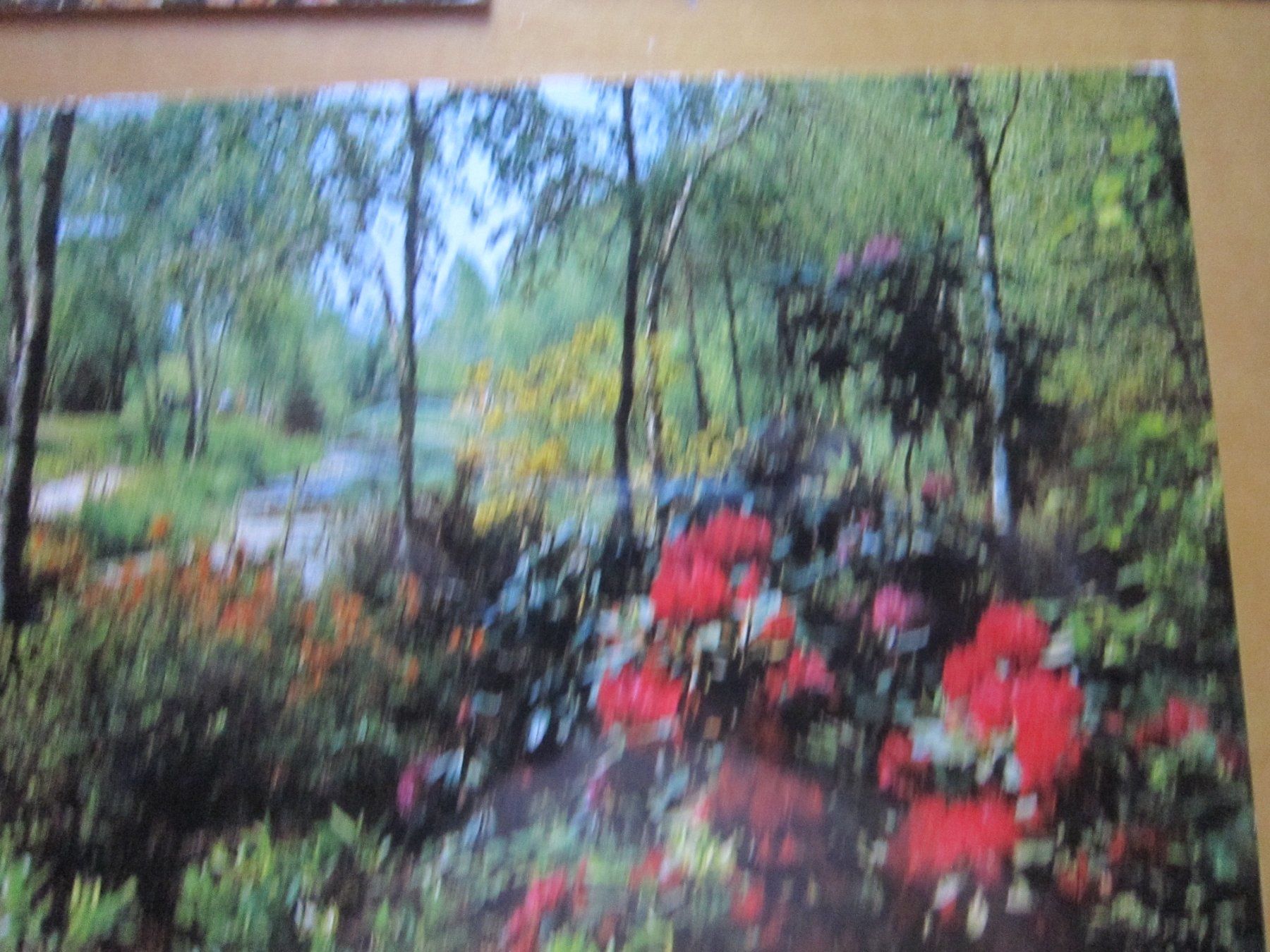 Cartoline postali: No 2 Postkarten Blumen – Usato da Gordola venduto da Polentaefung 3