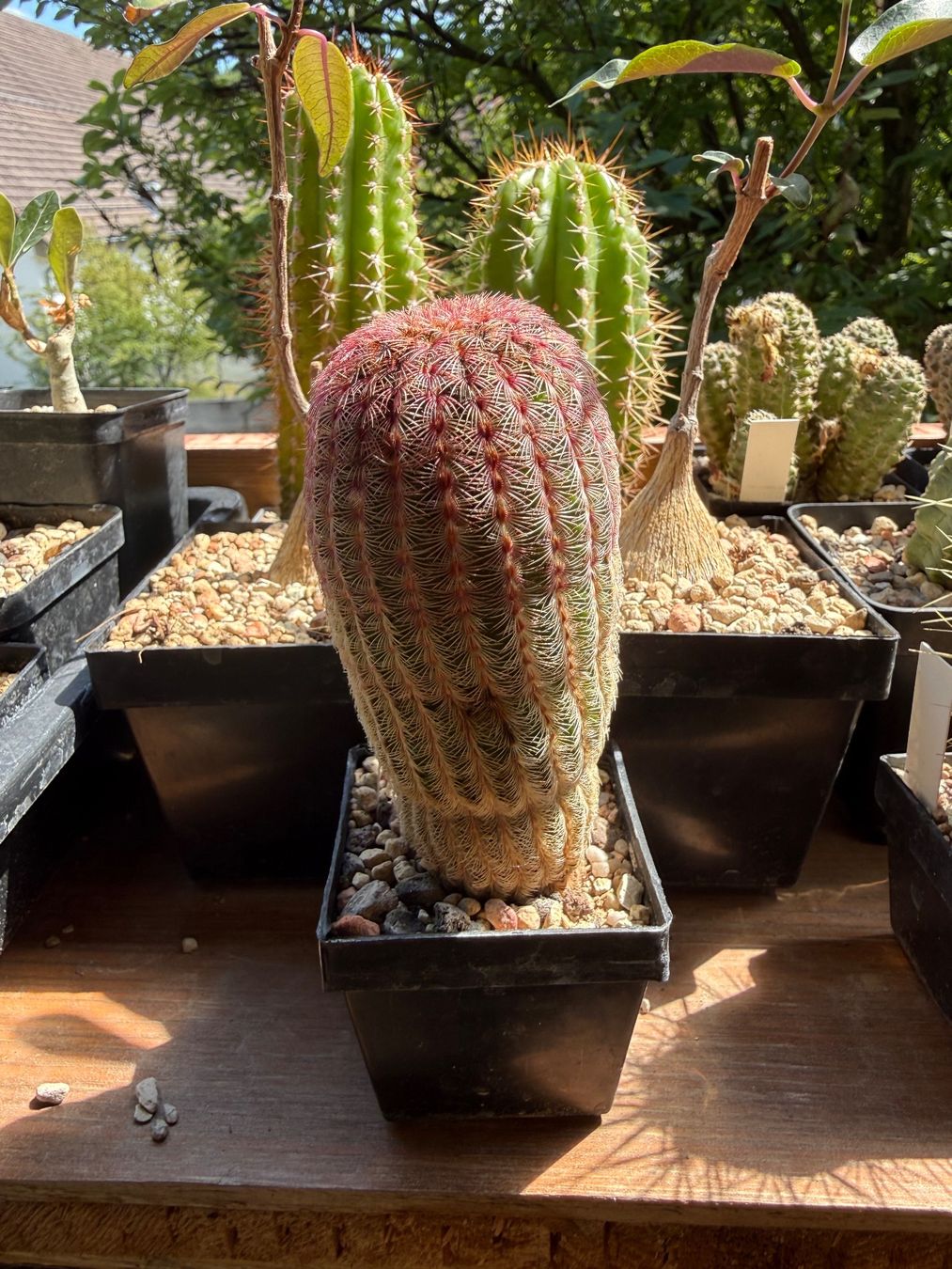 Pflanzen & Samen: Echinocereus rigidissimus – Gebraucht aus Rorbas von SimS0n 5