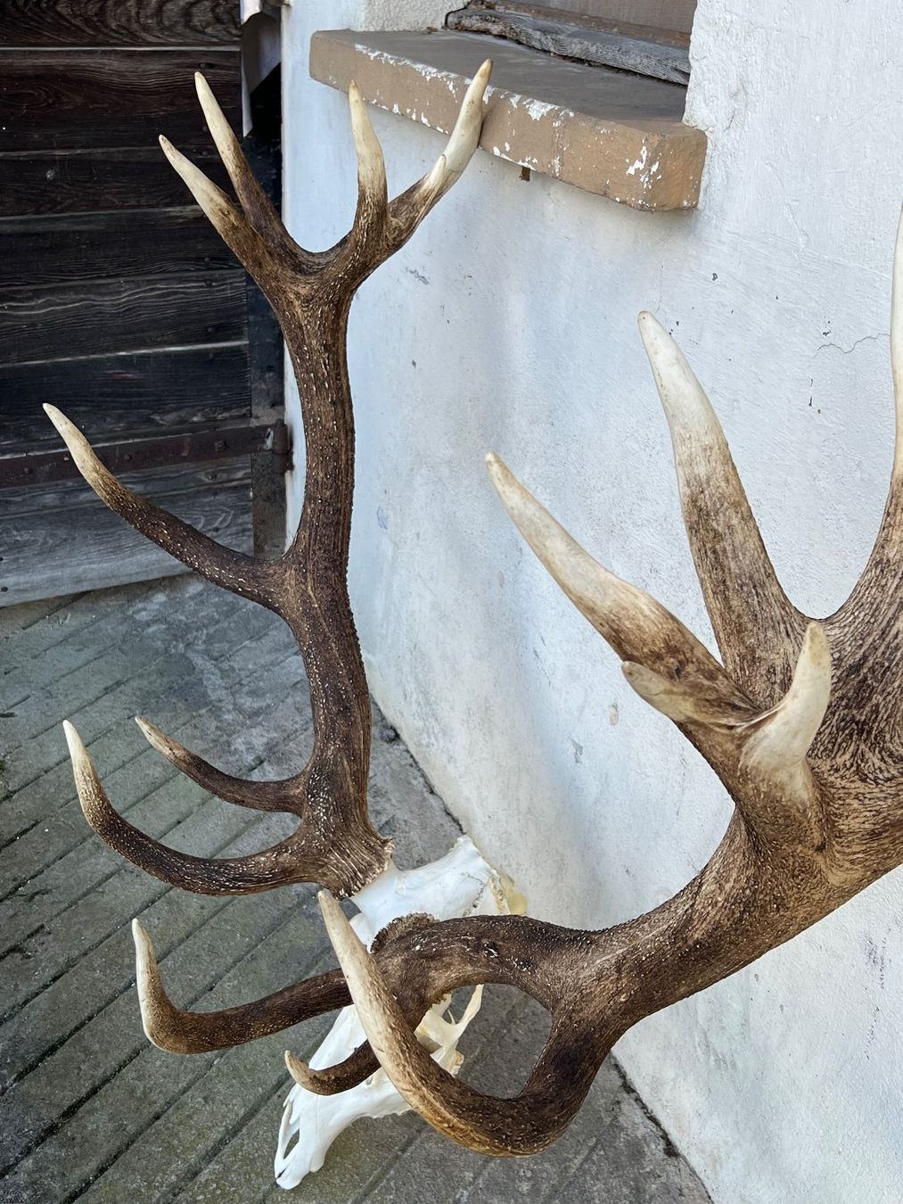 Altre raccolte & rarità: Hirsch Geweih 11,7 Kg riesig! – Usato da Vaduz venduto da Vella007 7