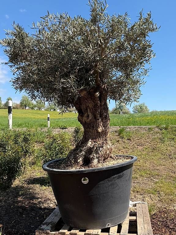 Plantes & graines: Olivenbaum "Olea Europea 4 – D'occasion à Zuckenriet par Thur_Plant 2