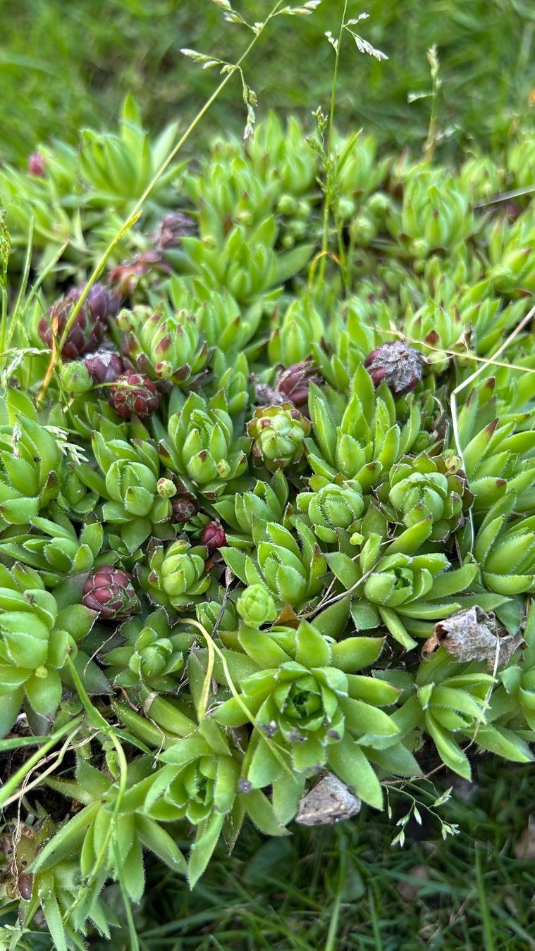 Piante & sementi: Hauswurz / Sempervivum klein – Nuovo (secondo la descrizione) da Escholzmatt venduto da Mpowerone 2