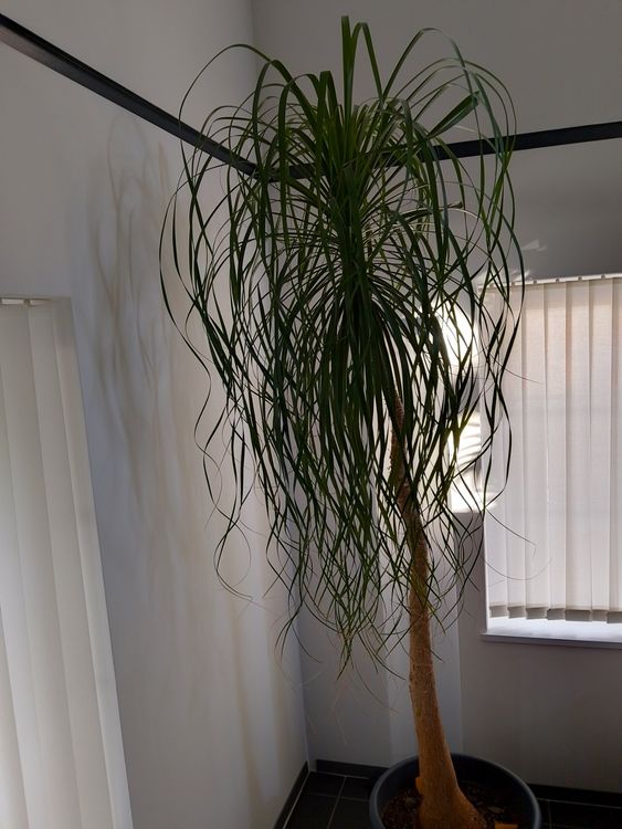 goldfruchtpalme erde Arecapalme (Goldfruchtpalme) (XL) kaufen
