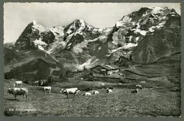 AK sw Jungfraugruppe BE mit Kuhherde ≈ 1952 