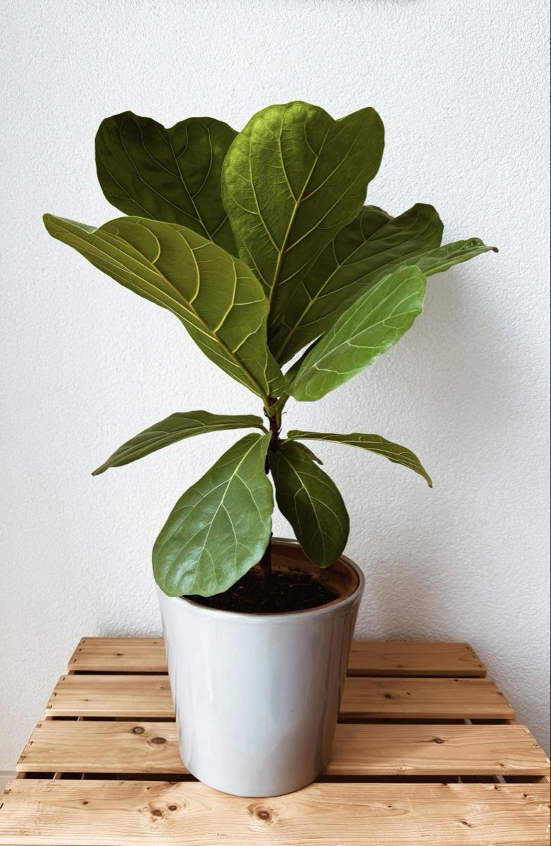 Piante & sementi: Geigenfeige | Ficus Lyrata | 75 cm – Usato da St.Gallen venduto da Thh7