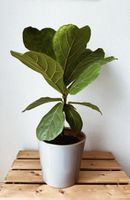 Geigenfeige | Ficus Lyrata | 75 cm