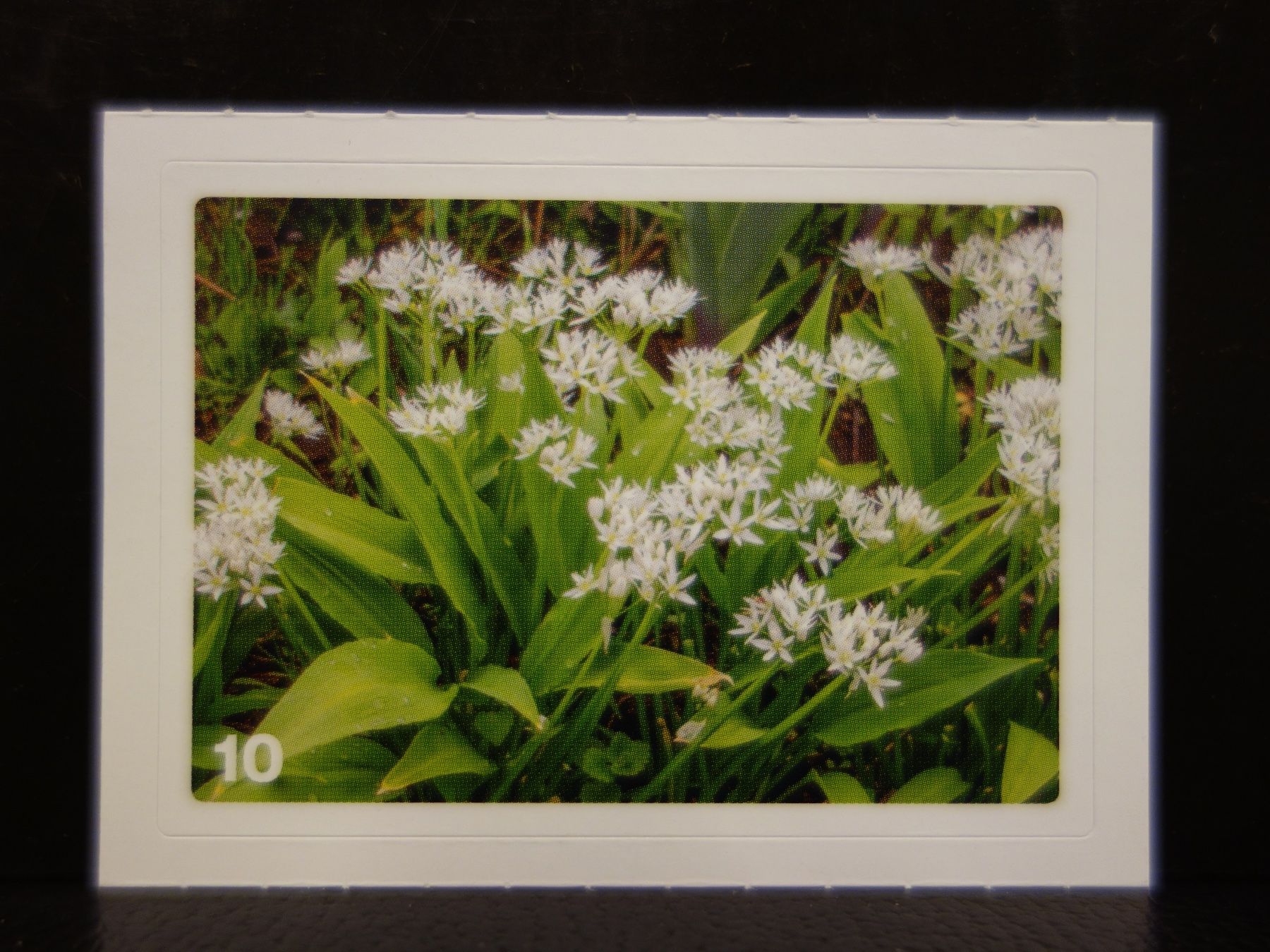 Migros Carte collezionabili: MIGROS MANIA Nature Detectives Nr. 10 – Nuovo e nell'imballaggio originale da Kerzers venduto da djstarsky73