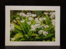 MIGROS MANIA Nature Detectives Nr. 10