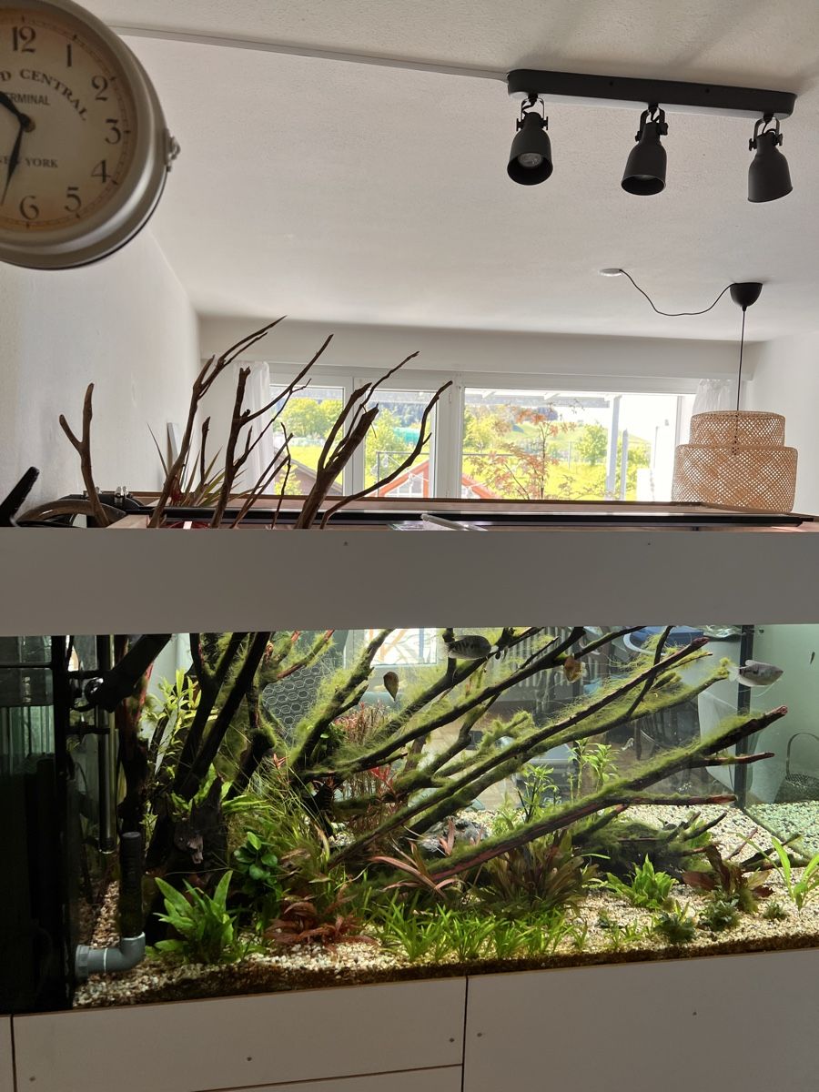 Acquari: Aquarium ohne Innhalt mit Zubehör – Usato da Walkringen venduto da ise_v5dn 1