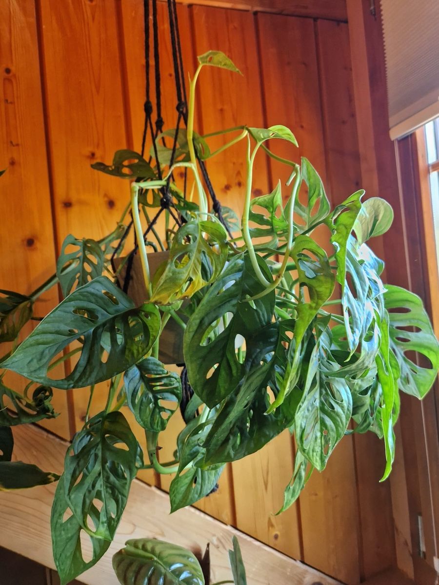 Pflanzen & Samen: Monstera – Gebraucht aus Menziken von Ines.Coelho 1